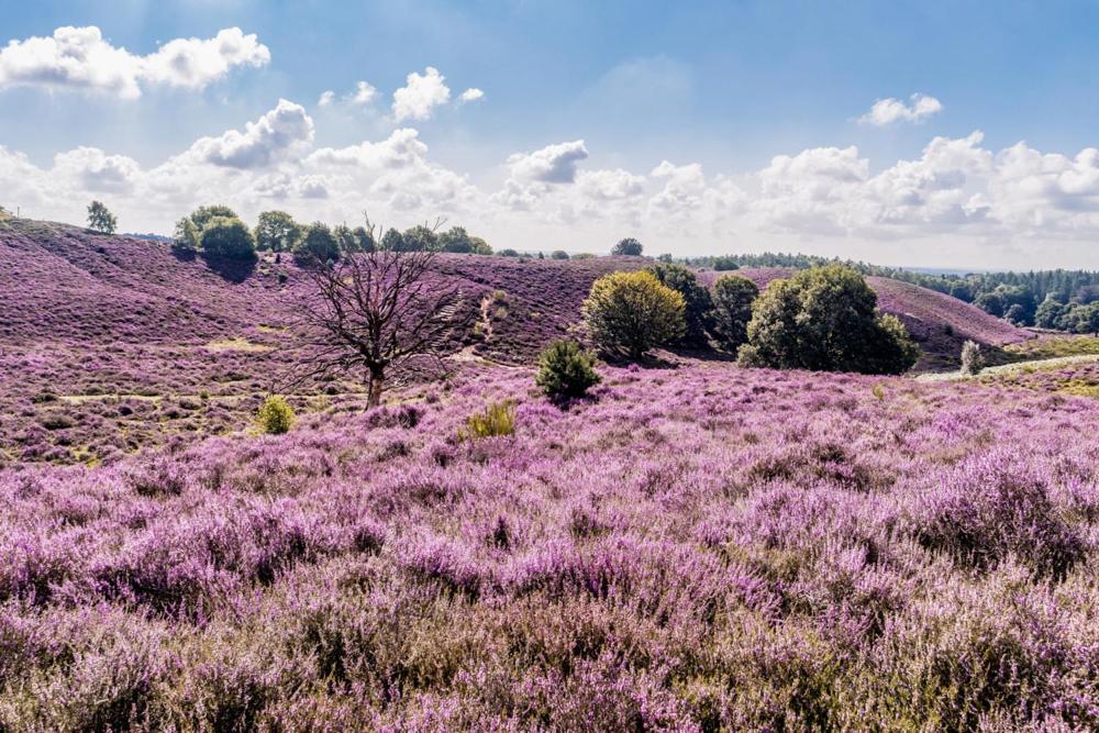 Hotel Sfeervolle Chalet Op De Veluwe In Hoenderloo Exteriér fotografie