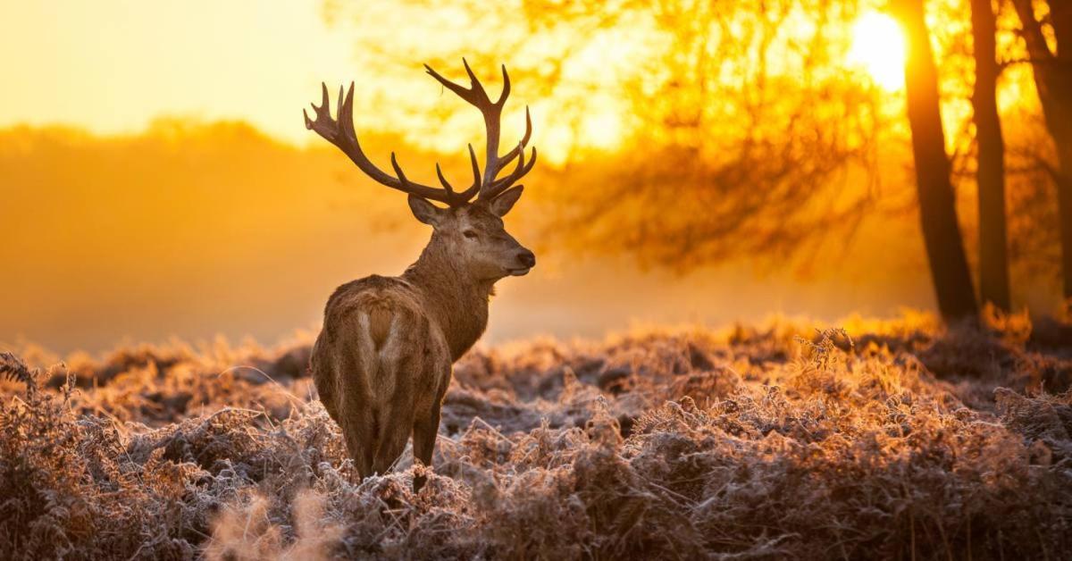 Hotel Sfeervolle Chalet Op De Veluwe In Hoenderloo Exteriér fotografie